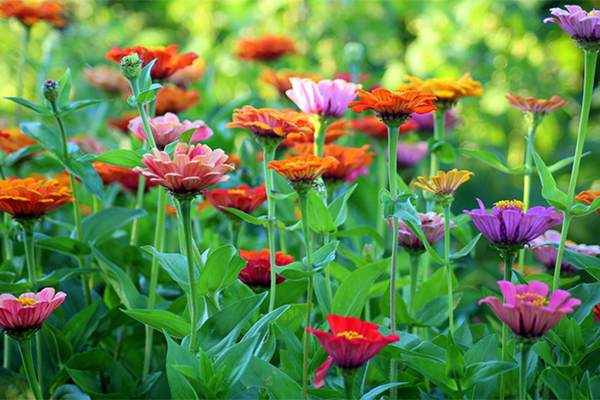 Flowers in the Garden