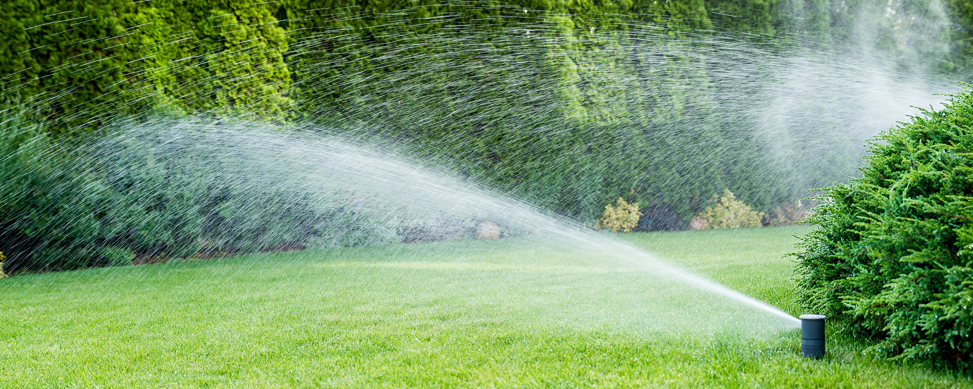 Irrigation of the green grass with sprinkler system